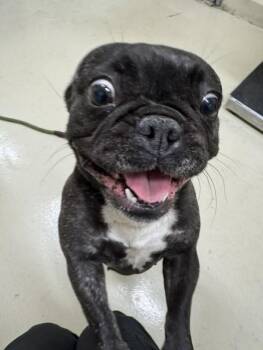 A199230 -  French Bulldog Dog for Adoption in Fremont, California - A199230 | PetCurious