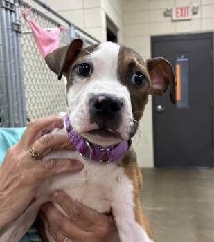 Pit Bull Terrier and Boxer Dogs Available for Adoption in Sioux City, Iowa - Felix | PetCurious