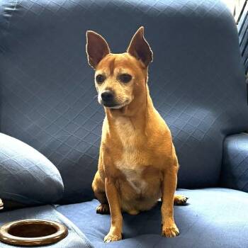 David -  Chihuahua Dog for Adoption in Long Beach, Washington - David | PetCurious