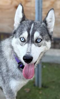 Rescue Husky and Mixed Breed Dogs for Adoption in Los Angeles, California - Sheila | PetCurious