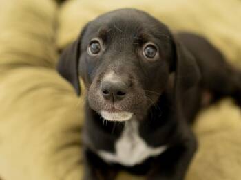 Charity -  Catahoula Leopard Dog and German Shorthaired Pointer Dog for Adoption in Republic, Washington - Charity | PetCurious
