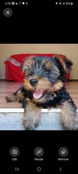 Sabbath -  Dachshund Dog for Adoption in Longmont, Colorado - Sabbath | PetCurious