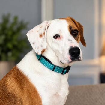 Bonnie -  Beagle and Labrador Retriever Dog for Adoption in Humble, Texas - Bonnie | PetCurious