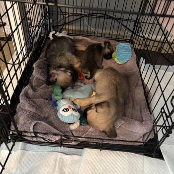 Pug Dogs Available for Adoption - Chewy - *Available 2/28* Costa Mesa Location | PetCurious