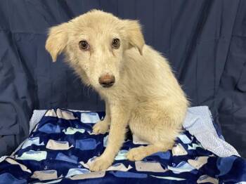 Australian Shepherd and Mixed Breed Dogs Available for Adoption in Modesto, California - A609958 | PetCurious