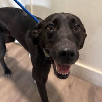 Black Labrador Retriever Dogs Available for Adoption in Tampa, Florida - Moana | PetCurious