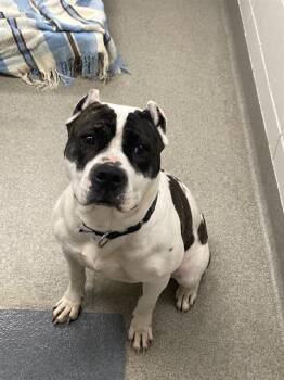 Boxer and Mixed Breed Dogs Available for Adoption in Omaha, Nebraska - JOAN | PetCurious