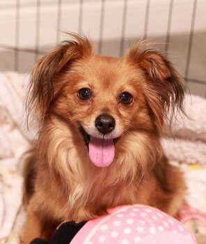 Chihuahua Dogs Available for Adoption in Loogootee, Indiana - Nana | PetCurious