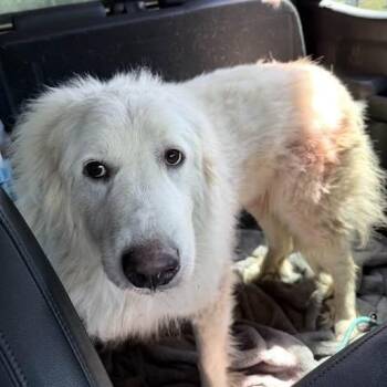 Mixed Breed Dogs Available for Adoption in Jeffersonville, Indiana - Mila | PetCurious