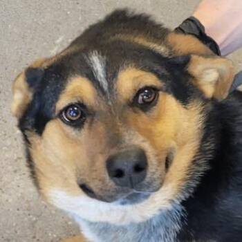 Mixed Breed Dogs Available for Adoption - 102502 | PetCurious