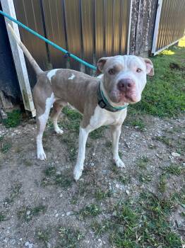 Lincoln -  Pit Bull Terrier and American Bulldog Dog for Adoption in Westwood, New Jersey - Lincoln | PetCurious