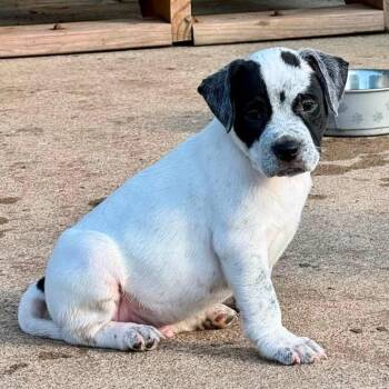 Marlboro Mike -  Pit Bull Terrier and Mixed Breed Dog for Adoption in Olathe, Kansas - Marlboro Mike | PetCurious