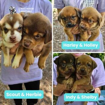 Rescue Chow Chow and Husky Dogs for Adoption in Houston, Texas - The Motor Club Pups | PetCurious