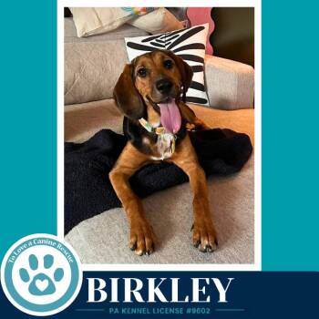 Birkley 100326 -  Hound Dog for Adoption in Kimberton, Pennsylvania - Birkley 100326 | PetCurious