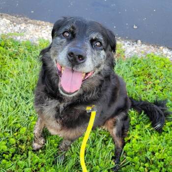 Everlyn -  Mixed Breed Dog for Adoption in Nashville, Indiana - Everlyn | PetCurious