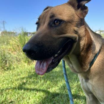 Rescue Black Mouth Cur Dogs for Adoption in Pearland, Texas - Peanut Butter | PetCurious
