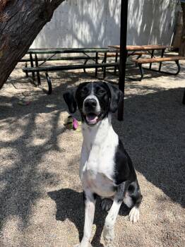 AJ -  Pointer Dog for Adoption in Laguna Beach, California - AJ | PetCurious