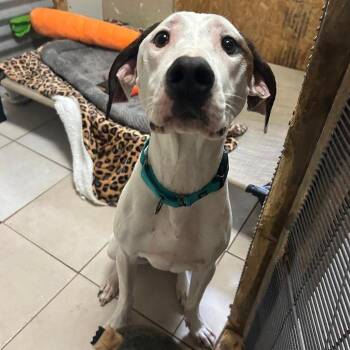 Ayden -  Hound and Mixed Breed Dog for Adoption in North Myrtle Beach, South Carolina - Ayden | PetCurious