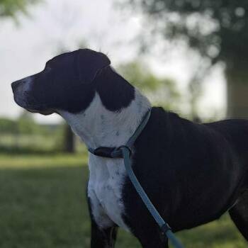 Rescue Great Dane and Pit Bull Terrier Dogs for Adoption in Kempner, Texas - Molly | PetCurious