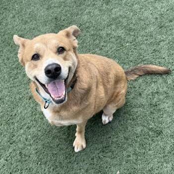Luna -  Retriever and Husky Dog for Adoption in Portland, Oregon - Luna | PetCurious