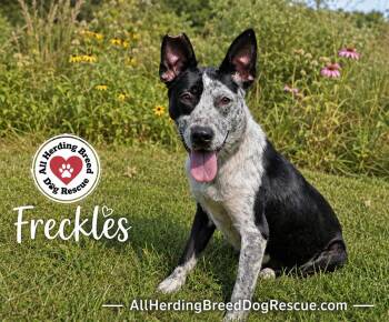 Freckles -  Cattle Dog Dog for Adoption in Joliet, Illinois - Freckles | PetCurious