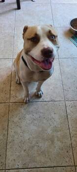 Rescue Labrador Retriever and American Staffordshire Terrier Dogs for Adoption in Wildomar, California - Chance | PetCurious
