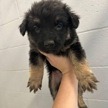 Cloud/rocky -  Cattle Dog Dog Available for Adoption in Kingman, Arizona - Cloud/rocky | PetCurious