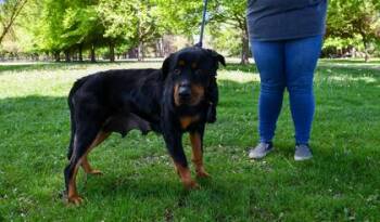 Rottweiler and Mixed Breed Dogs Available for Adoption in Yakima, Washington - Arwen | PetCurious