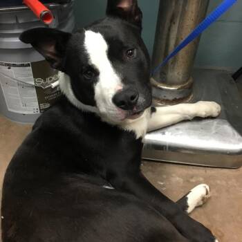 Van -  Terrier Dog for Adoption in Abilene, Texas - Van | PetCurious