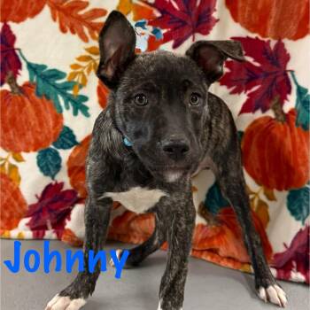 Rescue Terrier Dogs for Adoption in Albany, New York - Johny | PetCurious