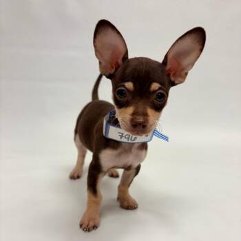 796 (2026) Violet -  Chihuahua Dog for Adoption in Parker, Colorado - 796 (2026) Violet | PetCurious