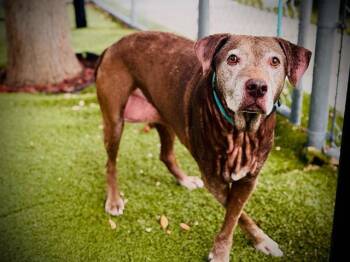 MADDIE -  Labrador Retriever and Mixed Breed Dog for Adoption in Orlando, Florida - MADDIE | PetCurious