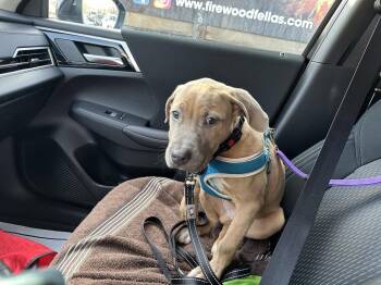 Pit Bull Terrier and Cane Corso Dogs Available for Adoption - Fletcher | PetCurious