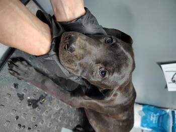 Labrador Retriever Dogs Available for Adoption in Fayetteville, West Virginia - Joey | PetCurious