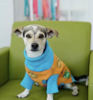 Dean -  Beagle and Chihuahua Dog for Adoption in Pasadena, California - Dean | PetCurious