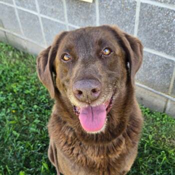 Moose -  Labrador Retriever Dog for Adoption in Chattanooga, Tennessee - Moose | PetCurious
