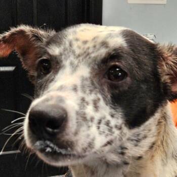Petunia -  Mixed Breed Dog for Adoption in Allentown, Pennsylvania - Petunia | PetCurious
