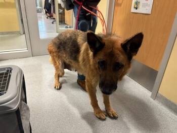 German Shepherd Dog Dogs Available for Adoption in Tustin, California - TATI | PetCurious