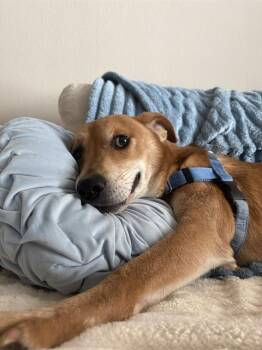 MICHAEL -  Mixed Breed Dog for Adoption in Dallas, Texas - MICHAEL | PetCurious