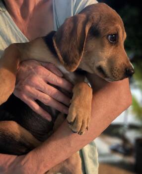 3 -  Black And Tan Coonhound Dog for Adoption in Tulsa, Oklahoma - 3 | PetCurious