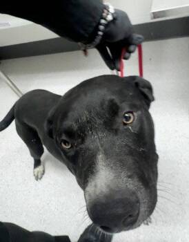 Ontario -  Pit Bull Terrier Dog for Adoption in Oakland, California - Ontario | PetCurious