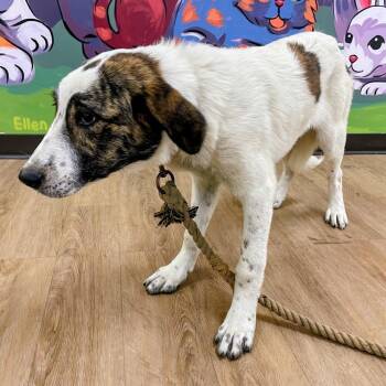 Fiora -  Great Pyrenees and Anatolian Shepherd Dog for Adoption in Lyndhurst, Virginia - Fiora | PetCurious