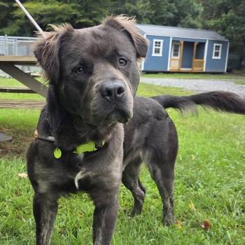 Fabio -  Pit Bull Terrier Dog for Adoption in Gloucester, Virginia - Fabio | PetCurious