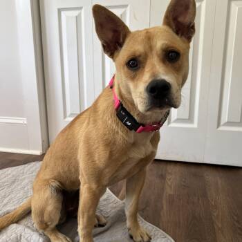 Rescue Carolina Dog Dogs for Adoption in Bostic, North Carolina - Indie | PetCurious