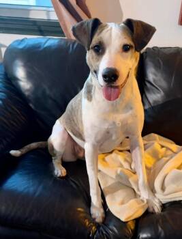 Mixed Breed Dogs Available for Adoption - Zoe(Eden) | PetCurious