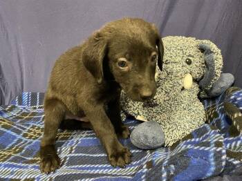 Labrador Retriever and Mixed Breed Dogs Available for Adoption in Modesto, California - A609231 | PetCurious