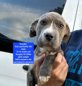 Staffordshire Bull Terrier Dogs Available for Adoption in Oviedo, Florida - Bundles | PetCurious