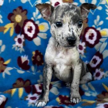 Tulip -  Terrier Dog for Adoption in Grand Bay, Alabama - Tulip | PetCurious