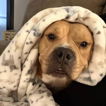 Bulldog Dogs Available for Adoption - Gigi  | PetCurious