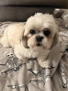 Amy Lou -  Shih Tzu Dog for Adoption in Orland Park, Illinois - Amy Lou | PetCurious